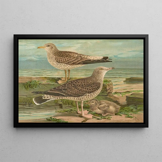 Johann Friedrich Naumann - Larus canus Larus argentatus Brunn.webp
