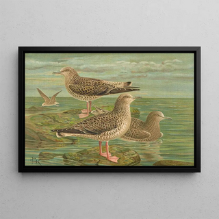 Johann Friedrich Naumann - Larus fuscus Larus marinus Larus glaucus Brnn.webp