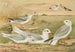 Larus minutus Pall, Larus ridibundus, Larus melanocephalus Natt, Larus Philadelphia Ord - Johann Friedrich Naumann — Ansicht des Kunstwerks
