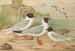 Larus minutus Pall, Larus ridibundus, Larus melanocephalus, Natt, Larus minutus Pall - Johann Friedrich Naumann — Ansicht des Kunstwerks
