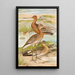 Limosa limosa Limosa lapponica - Johann Friedrich Naumann — gerahmtes Bild an der Wand