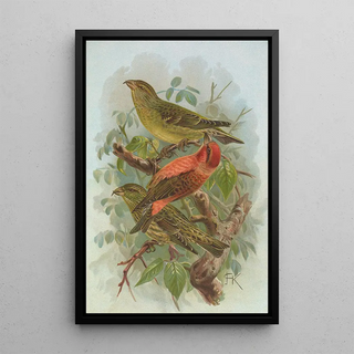 Johann Friedrich Naumann - Loxia curvirostra.webp