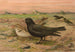 Melanocorypha yeltoniensis - Johann Friedrich Naumann — Ansicht des Kunstwerks