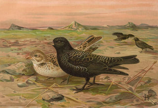Johann Friedrich Naumann - Melanocorypha yeltoniensis.webp