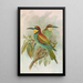 Merops apiaster - Johann Friedrich Naumann — gerahmtes Bild an der Wand