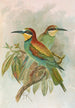 Merops apiaster - Johann Friedrich Naumann — Ansicht des Kunstwerks