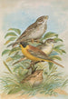 Miliaria calandra Emberiza melanocephala Scopoli - Johann Friedrich Naumann — Ansicht des Kunstwerks