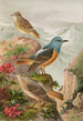 Monticola saxatilis - Johann Friedrich Naumann — Ansicht des Kunstwerks
