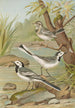 Motacilla alba - Johann Friedrich Naumann — Ansicht des Kunstwerks
