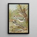 Motacilla alba - Johann Friedrich Naumann — gerahmtes Bild an der Wand
