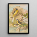 Motacilla boarula - Johann Friedrich Naumann — gerahmtes Bild an der Wand