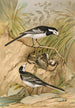 Motacilla lugubris Temm - Johann Friedrich Naumann — Ansicht des Kunstwerks