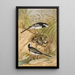 Motacilla lugubris Temm - Johann Friedrich Naumann — gerahmtes Bild an der Wand