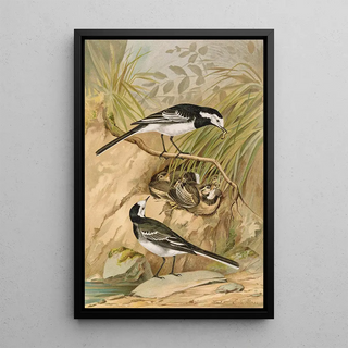 Johann Friedrich Naumann - Motacilla lugubris Temm.webp