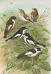 Muscicapa atricapill Muscicapa collaris semitorquata Muscicapa collaris Bechst - Johann Friedrich Naumann — Ansicht des Kunstwerks