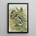 Muscicapa atricapill Muscicapa collaris semitorquata Muscicapa collaris Bechst - Johann Friedrich Naumann — gerahmtes Bild an der Wand