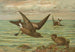 Oceanodroma leucorrhoa Vieill Goéland à queue fourchue - Johann Friedrich Naumann — Ansicht des Kunstwerks