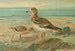 Œdicnème œdicnème - Johann Friedrich Naumann — Ansicht des Kunstwerks
