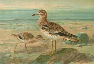 Johann Friedrich Naumann - Oedicnemus oedicnemus.webp