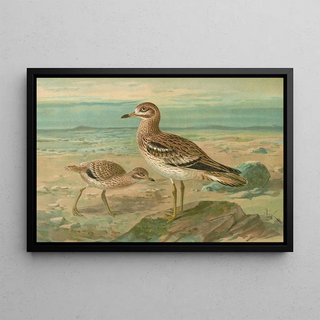 Johann Friedrich Naumann - Oedicnemus oedicnemus.webp
