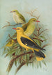 Oriolus oriolus - Johann Friedrich Naumann — Ansicht des Kunstwerks