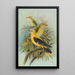 Oriolus oriolus - Johann Friedrich Naumann — gerahmtes Bild an der Wand