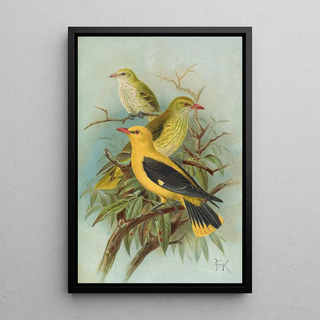 Johann Friedrich Naumann - Oriolus oriolus.webp