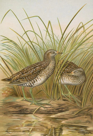 Johann Friedrich Naumann - Ortygometra porzana.webp