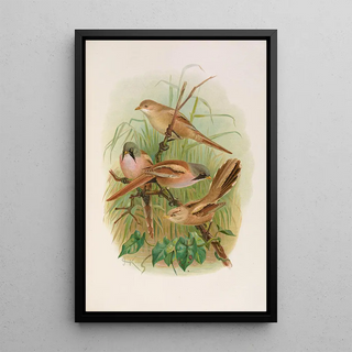 Johann Friedrich Naumann - Panurus biarmicus.webp