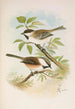 Parus cinctus Parus lugubris - Johann Friedrich Naumann — Ansicht des Kunstwerks