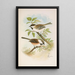 Parus cinctus Parus lugubris - Johann Friedrich Naumann — gerahmtes Bild an der Wand
