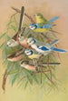 Parus coeruleus Aegithalus caudatus caudatus vagans caudatus Irbyi Parus cyanus Pall - Johann Friedrich Naumann — Ansicht des Kunstwerks