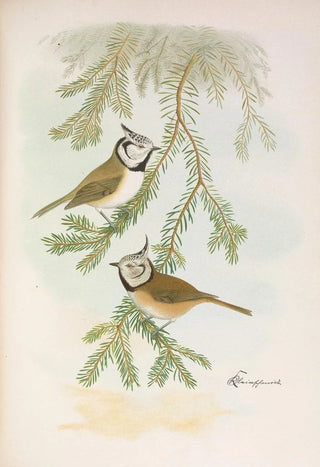 Johann Friedrich Naumann - Parus cristatus.webp