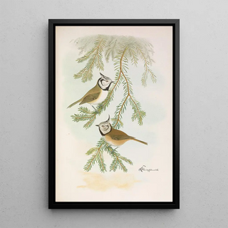 Johann Friedrich Naumann - Parus cristatus.webp