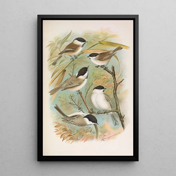 Johann Friedrich Naumann - Parus salicarius montanus borealis Liljeborg Dresseri meridionalis Liljeborg.webp