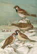 Passer domesticus Passer montanus - Johann Friedrich Naumann — Ansicht des Kunstwerks