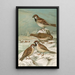 Passer domesticus Passer montanus - Johann Friedrich Naumann — gerahmtes Bild an der Wand