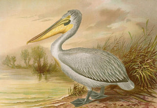 Johann Friedrich Naumann - Pelecanus crispus.webp