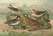 Phalaropus fulicarius Phalaropus lobatus - Johann Friedrich Naumann — Ansicht des Kunstwerks