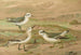 Phalaropus fulicarius, Phalaropus lobatus, Calidris arenaria - Johann Friedrich Naumann — Ansicht des Kunstwerks