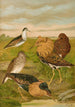 Philomachus pugnax - Johann Friedrich Naumann — Ansicht des Kunstwerks