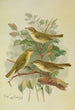 Phylloscopus viridanus nitidus borealis - Johann Friedrich Naumann — Ansicht des Kunstwerks