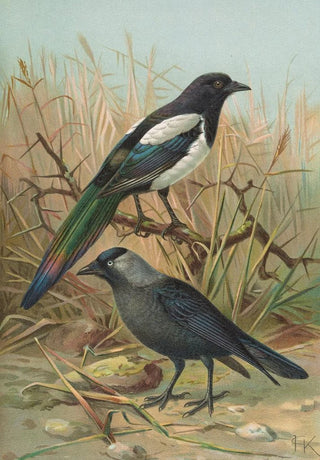 Johann Friedrich Naumann - Pica pica Lycus monedula.webp