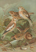 Plectrophenax nivalis Calcarius lapponicus - Johann Friedrich Naumann — Ansicht des Kunstwerks