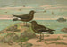 Procellaria pelagica Oceanites oceanicus - Johann Friedrich Naumann — Ansicht des Kunstwerks