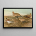 Pterocles arenarius, Pterocles alchata, Pterocles exustus Temm - Johann Friedrich Naumann — gerahmtes Bild an der Wand