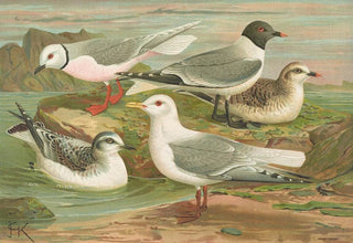 Johann Friedrich Naumann - Rhodostethia rosea Xema Sabinii Sab Rissa tridactyla.webp