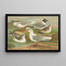 Rhodostethia rosea, Xema sabinii, Sabine, Rissa tridactyla - Johann Friedrich Naumann — gerahmtes Bild an der Wand
