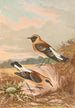 Saxicola stapazina Saxicola aurita - Johann Friedrich Naumann — Ansicht des Kunstwerks