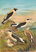 Saxicola stapazina Saxicola aurita Saxicola oenanthe - Johann Friedrich Naumann — Ansicht des Kunstwerks